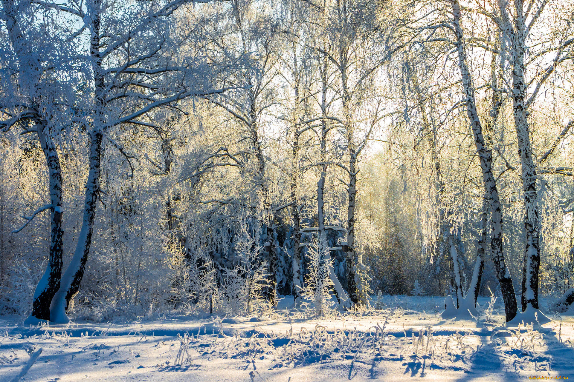 Самурский лес зимой